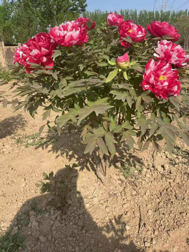 19